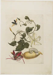 Roter Käfer, Weiße Prunkwinde, 1705-71